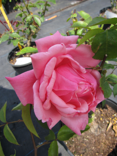 Rosa Rosa Stern